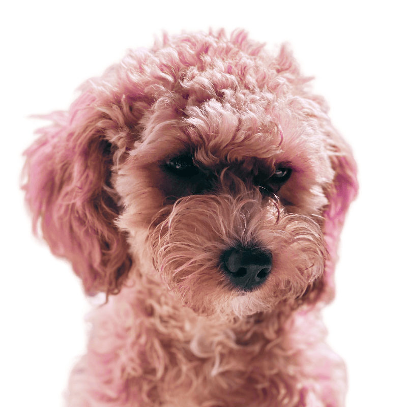 puppy