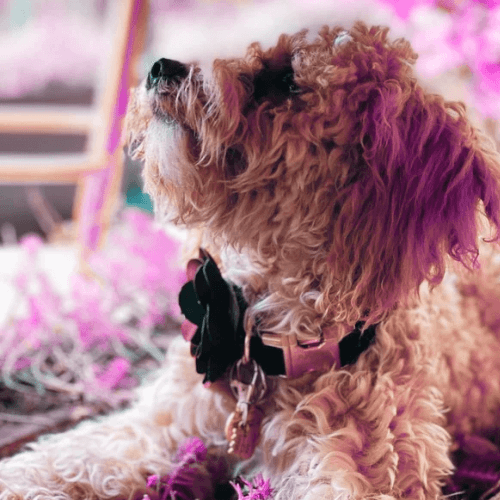 puppy